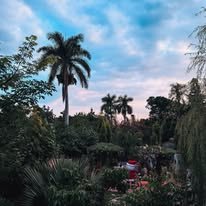 Atardecer entre palmeras